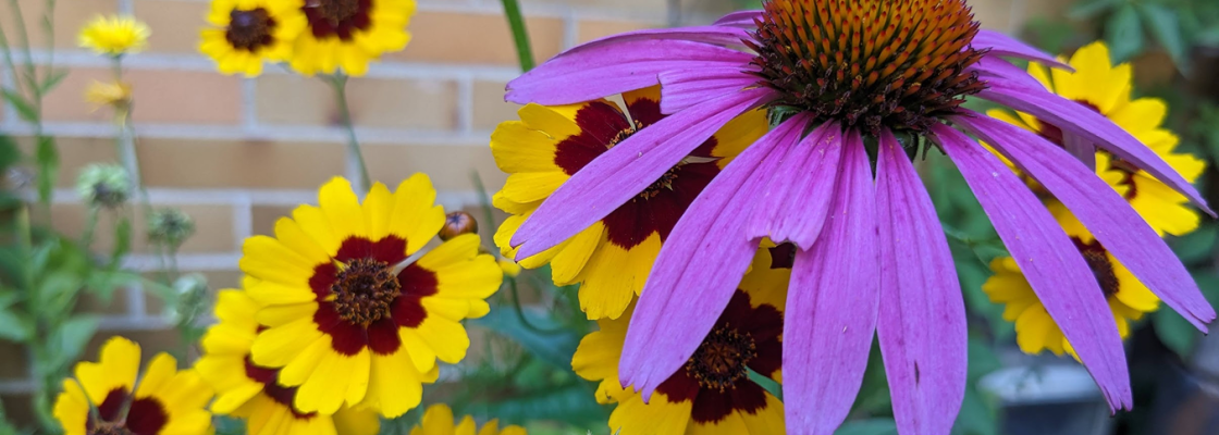 a purple coneflower amongst yellow tickseed