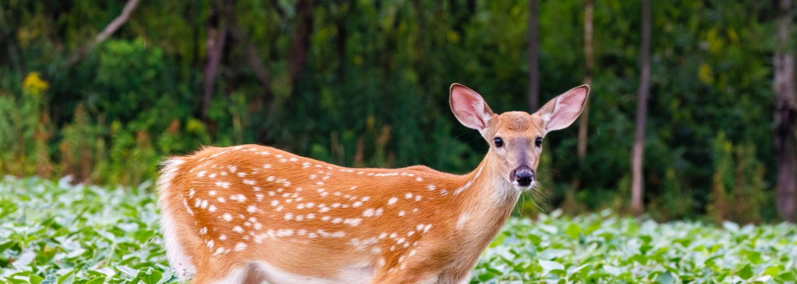 A young white tail deer in a field