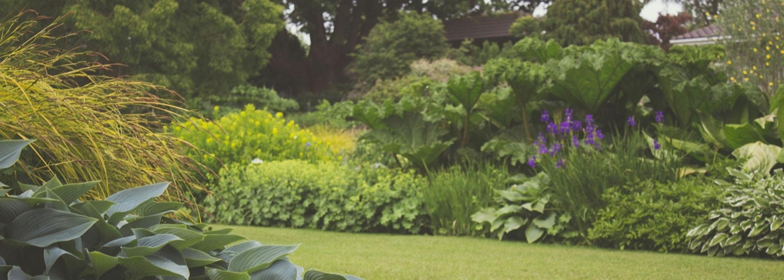 a lush backyard garden