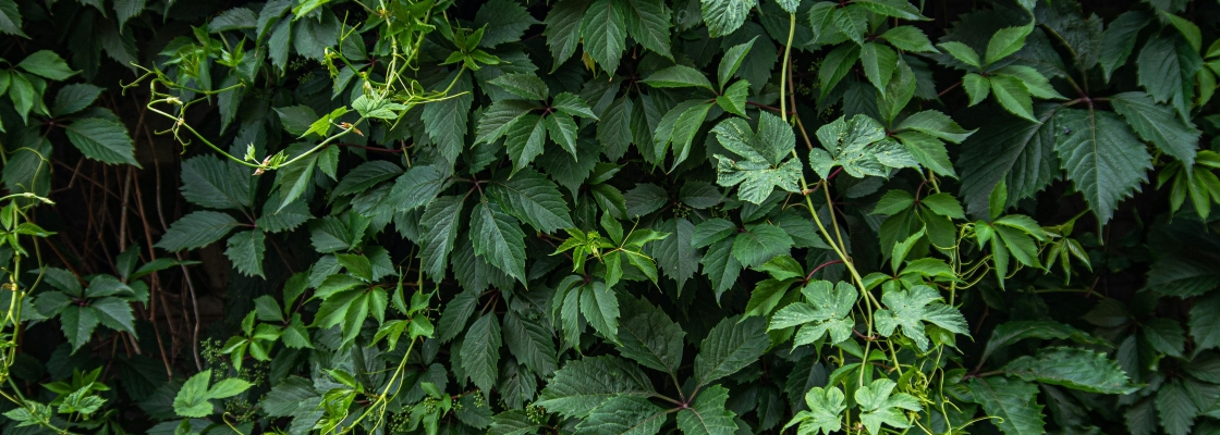 Lush Virginia Creeper growing on a flat surface