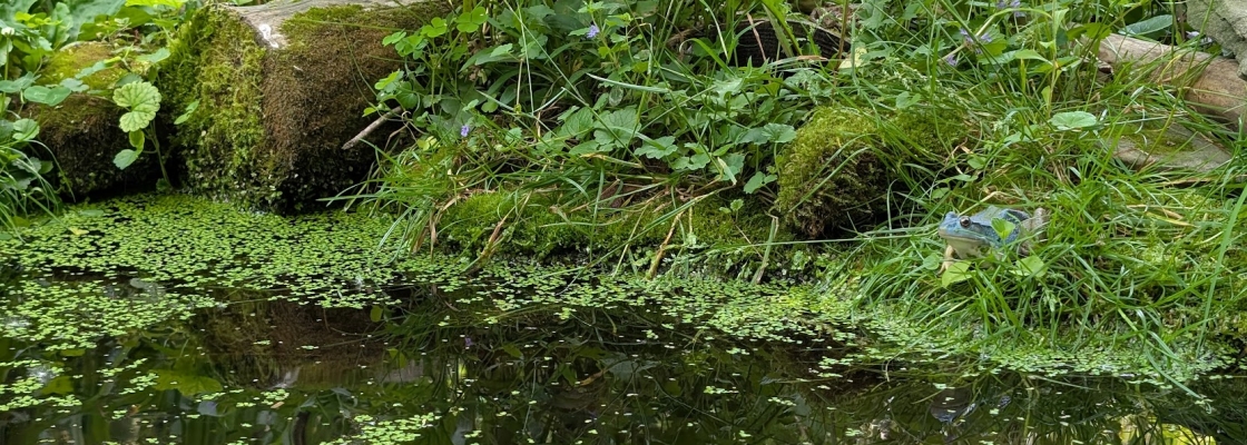 a small pond with lots of plants and a frog