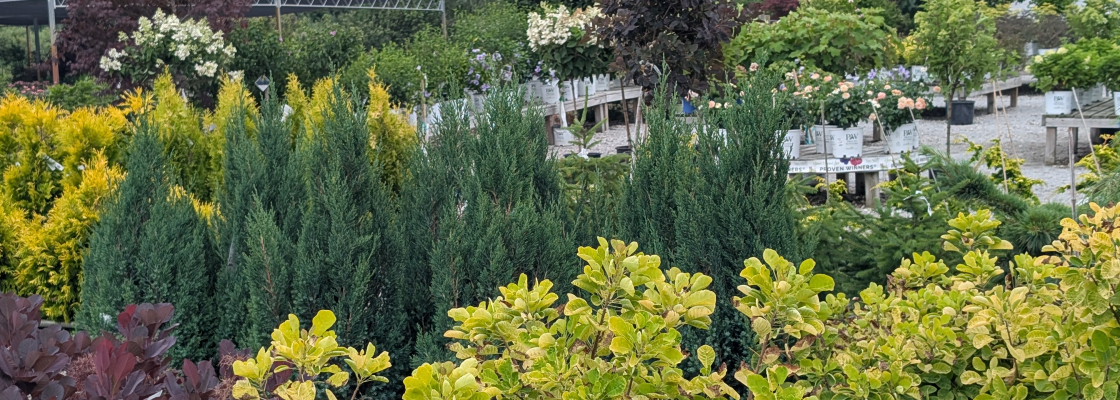 Nursery yard with plants in different shades of green stretching to horizon..
