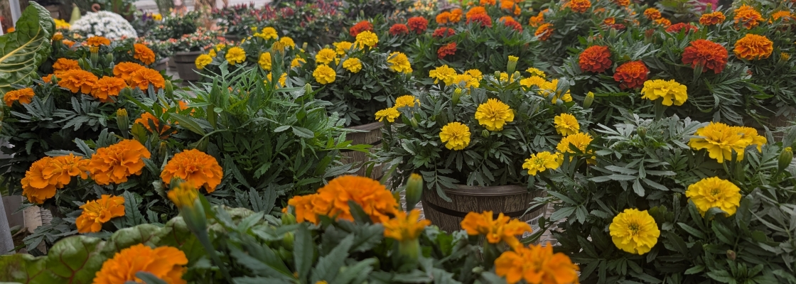 Benches of fall annuals with marigolds in the foreground.