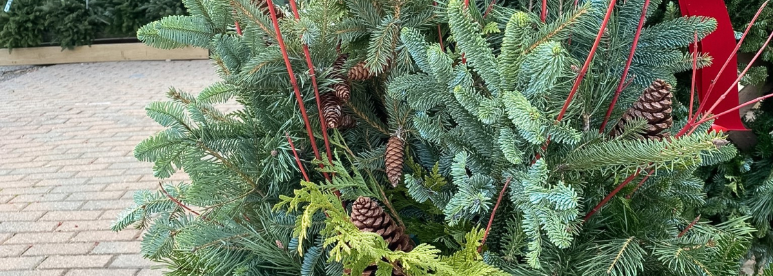 Evergreen porch pot on a brick patio.