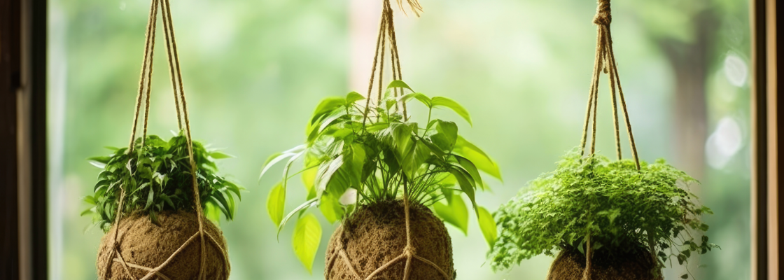 Three kokedama balls with green plants hanging in a window.