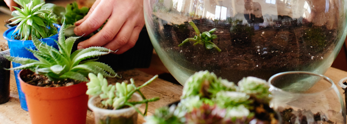 Small plants in front of a terrarium jar with soil in in it. 