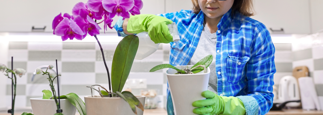 A woman in a blue shirt with green gloves repotting a large purple orchid in a white pot.