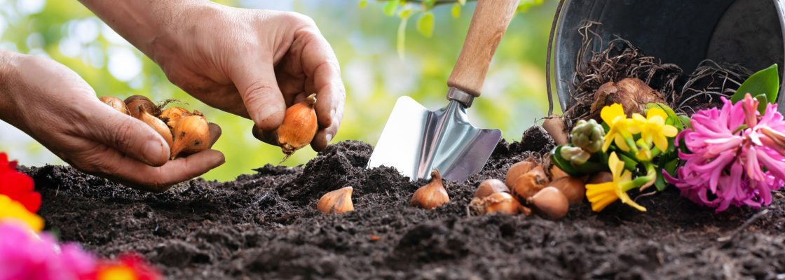 Hands planting bulbs in soil. There is a trowel sticking up in the soil and there are a few blooms spilling out of a bucket on it's side.