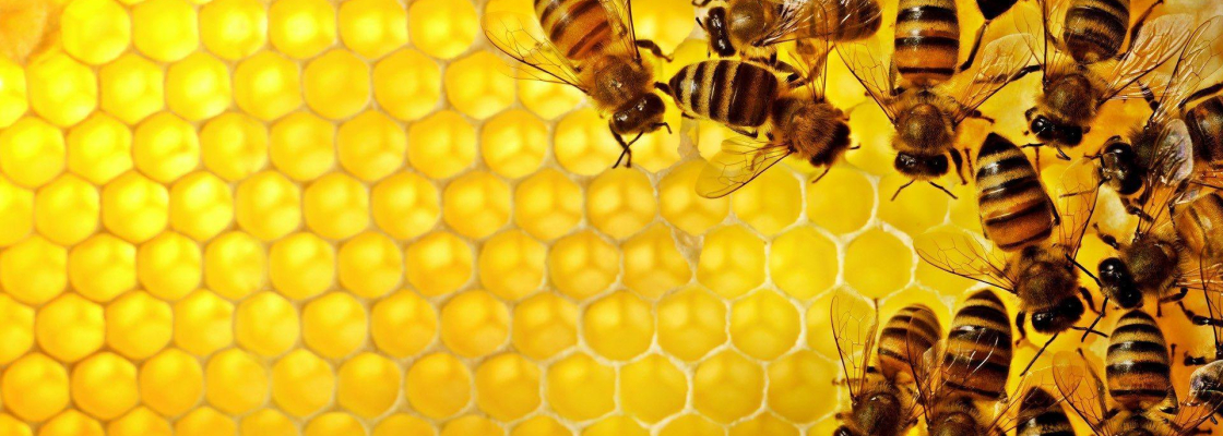Slab of honeycomb with honey bees gathered on the right side of image.
