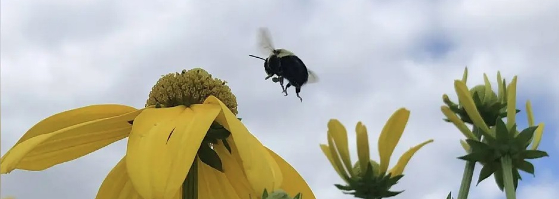 Bee flying near flower