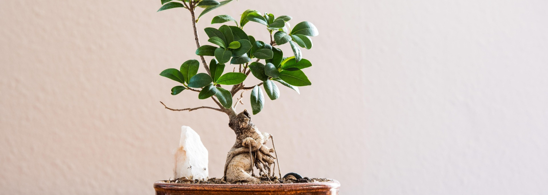 Bonsai