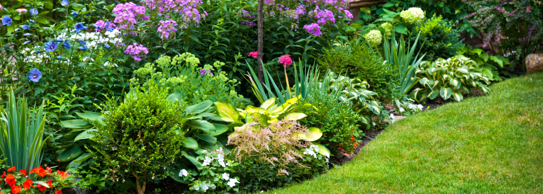 garden landscape