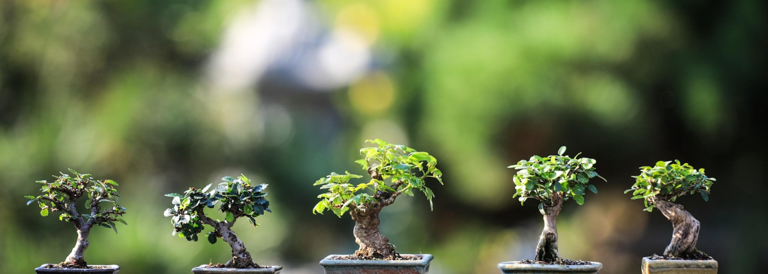 Bonsai Trees