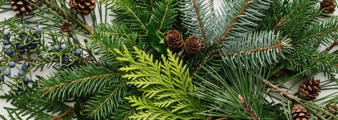 Evergreen Branch